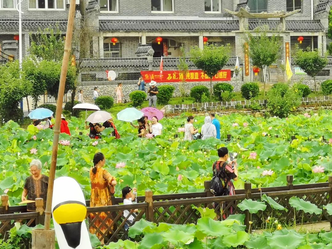 夏荷亭亭鱼戏莲 石花酒香适时芳(图1)